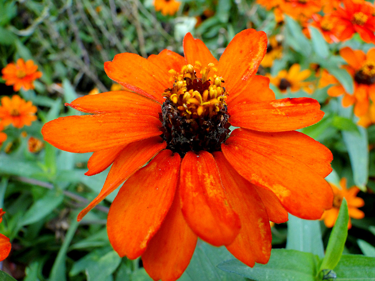 Nice picture of an orange flower (233.66 KB)