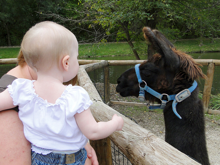 Katelyn and a llama (260.66 KB)