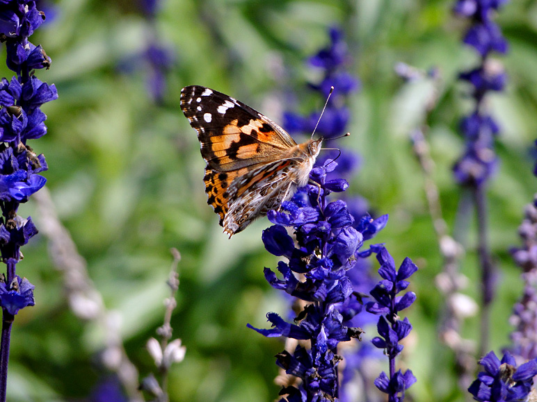 A butterfly on some purple flowers (214.60 KB)