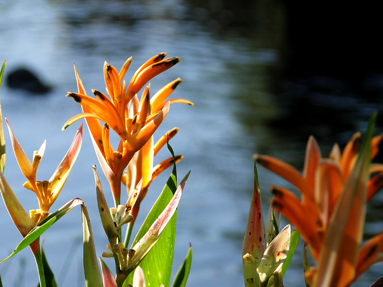 Nice shot of some orange blooms (193.65 KB)