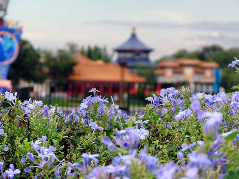 Flowers with China in the background (244.90 KB)