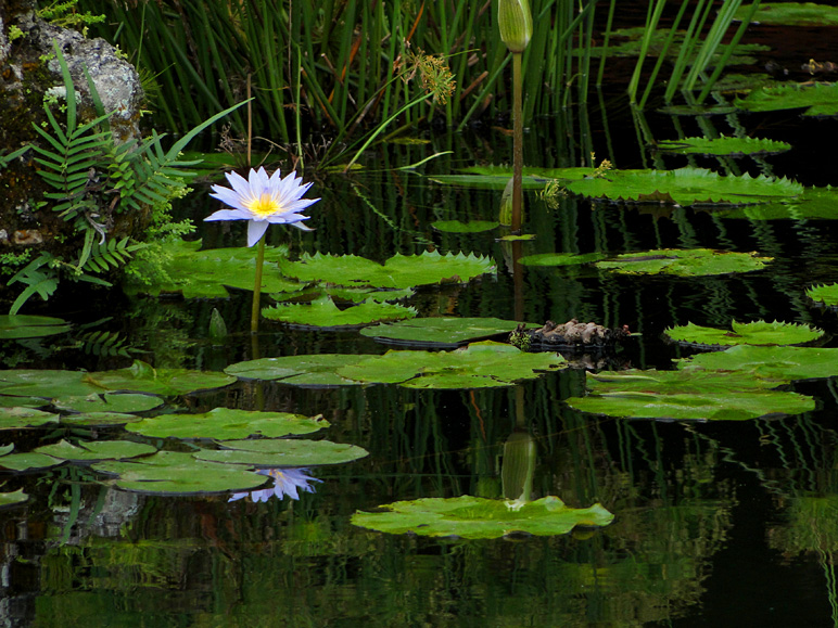 Pretty flower in China (269.73 KB)