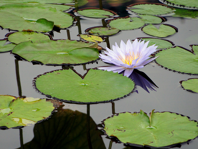 Pretty flower on the water (222.45 KB)