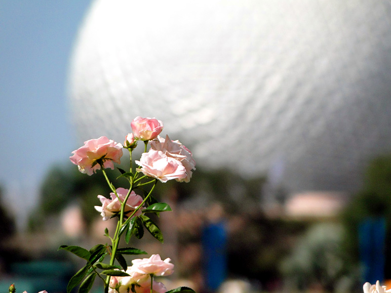 Little pink flowers with Spaceship Earth in the background (142.97 KB)