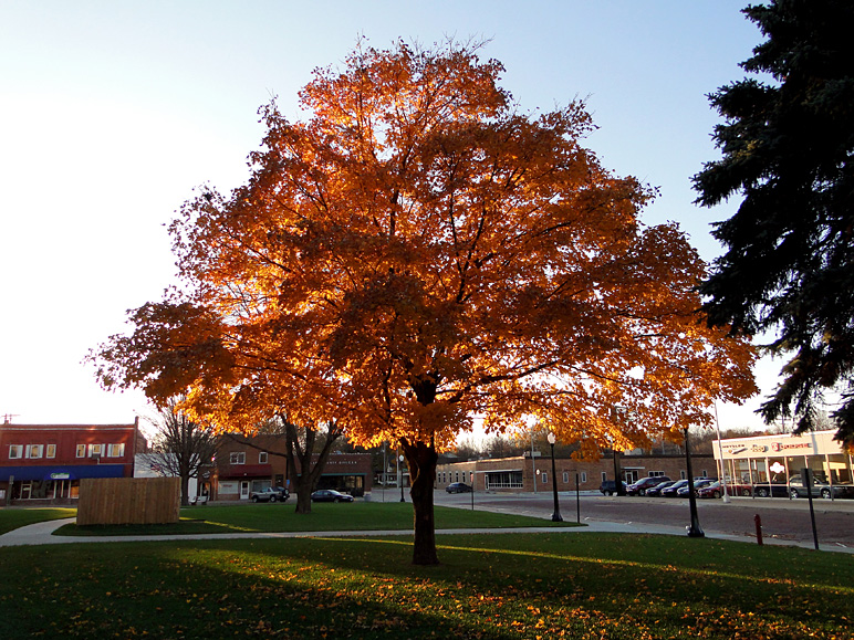 More fall foliage (338.41 KB)