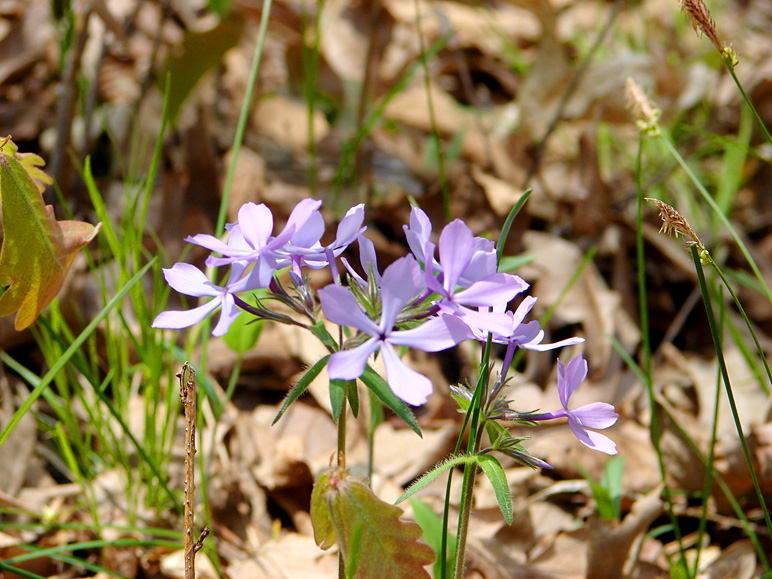 Anna got this good one of a couple small flowers (240.17 KB)