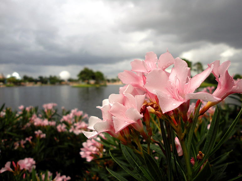 Close-up of pink flowers with Spaceship Earth in the background. (163.02 KB)