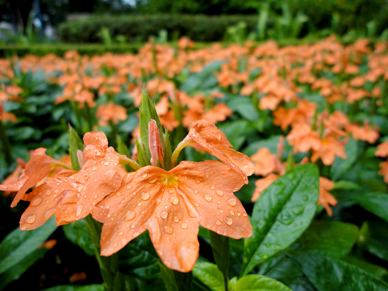 Some rain-soaked orange flowers (212.29 KB)