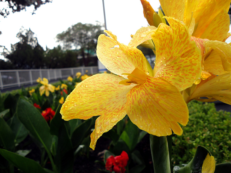 Another close-up of a flower (205.72 KB)