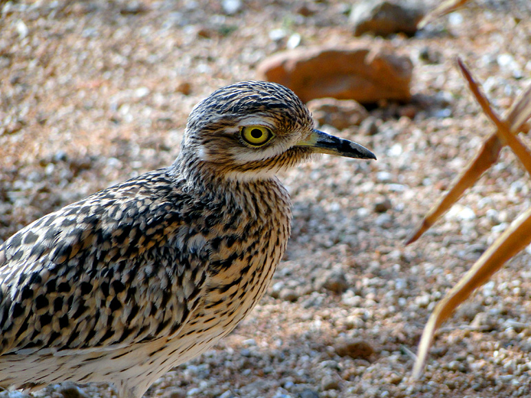 A detailed picture of a bird.  I like getting these; love the details (257.42 KB)