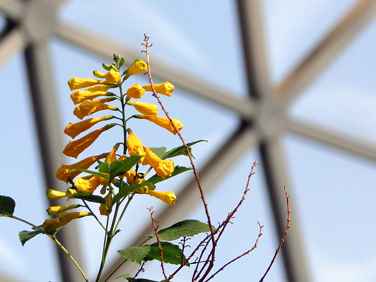 Some flowers in the Henry Doorly Zoo's Desert Dome (196.31 KB)