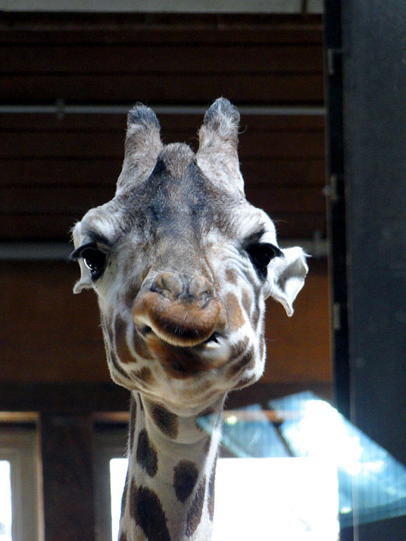 I loved the face that this giraffe was making (171.76 KB)