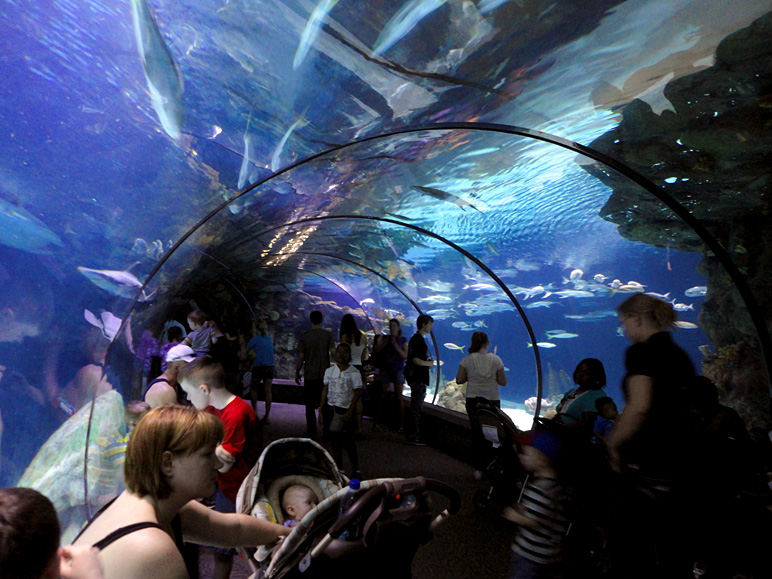 Here's the tunnel in the aquarium.  After all these years, it's still cool. (218.14 KB)