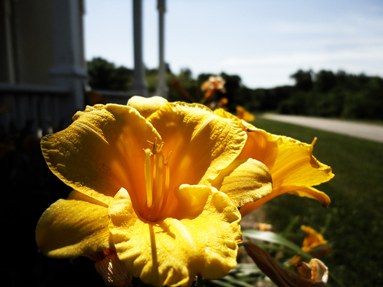 I liked these flowers (162.70 KB)