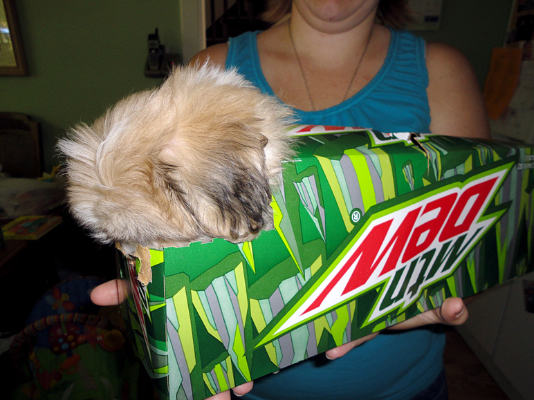 Abby fits in a 12-pack. (216.90 KB)