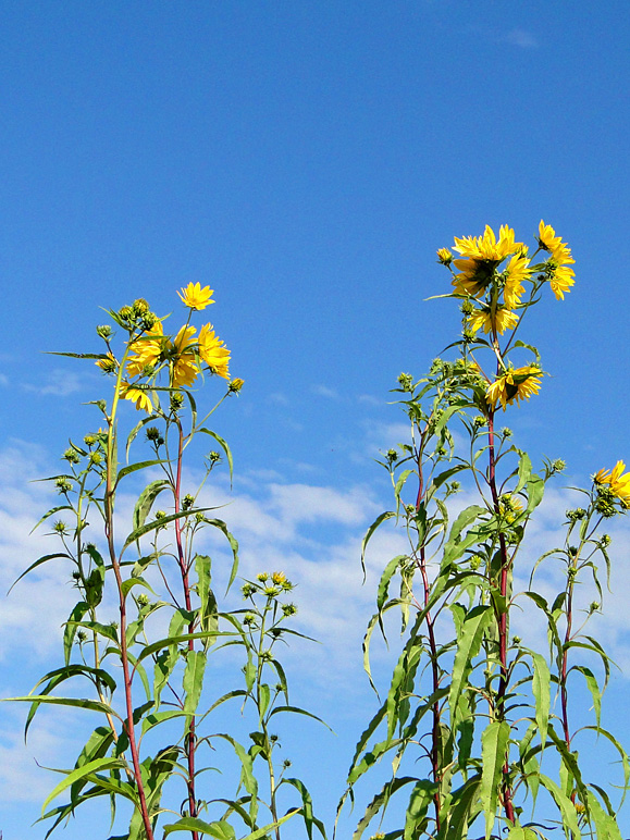 Those look like really tall dandelions (258.50 KB)