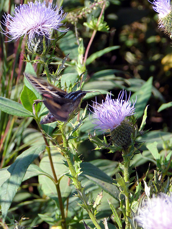 I believe that's a humming bird (280.54 KB)