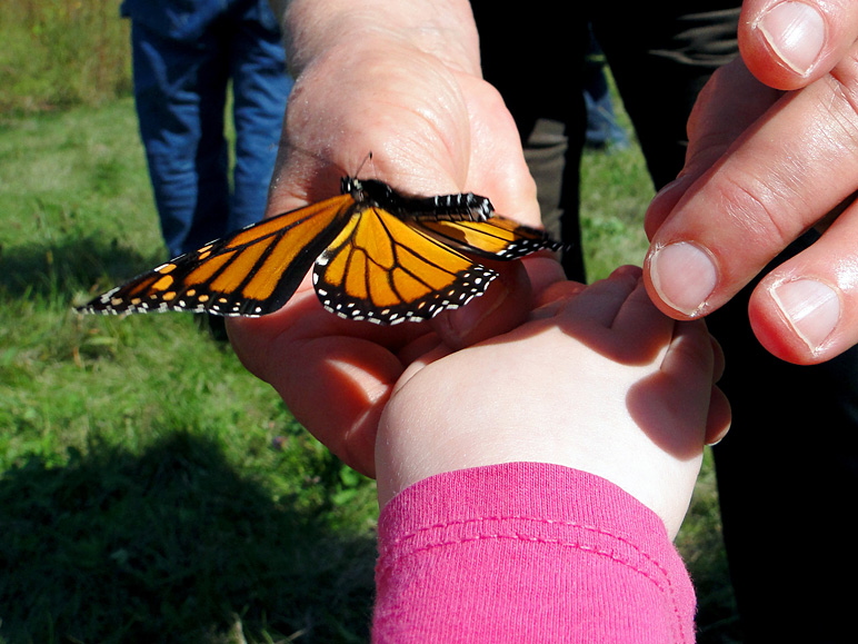 Kate caught a monarch, too (206.22 KB)