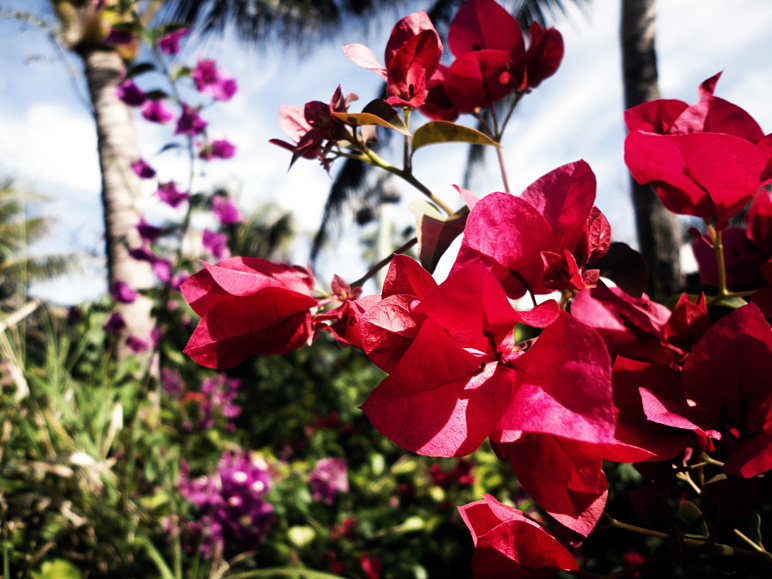 There were some beautiful tropical flowers on the island (211.87 KB)