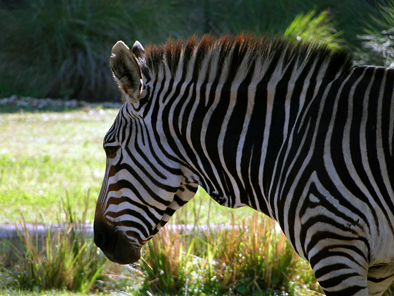 That would be a zebra (221.73 KB)