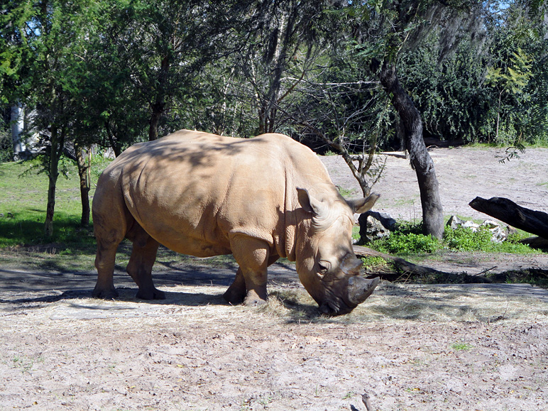 That's a white rhino (342.51 KB)