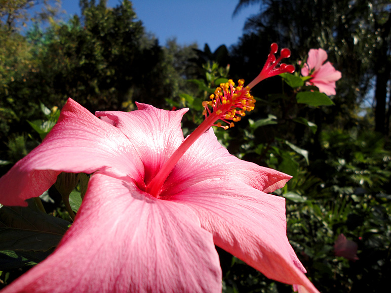 Flowers are fun to photograph (202.11 KB)