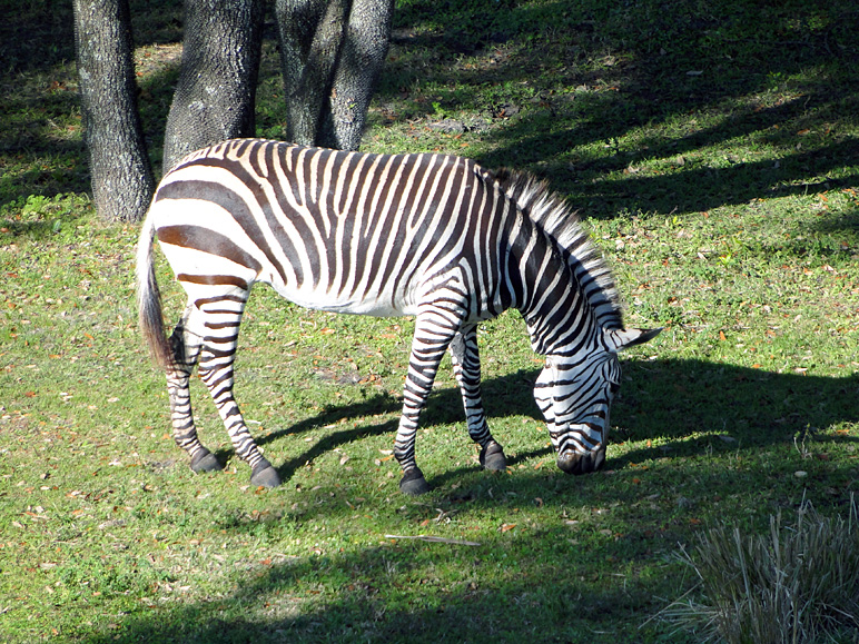 Another zebra... (351.66 KB)