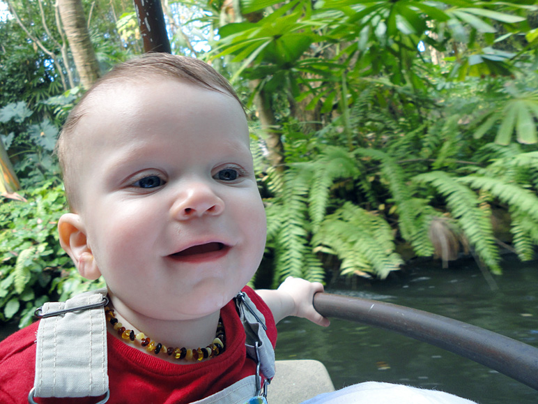 Luke liked the Jungle Cruise (219.29 KB)