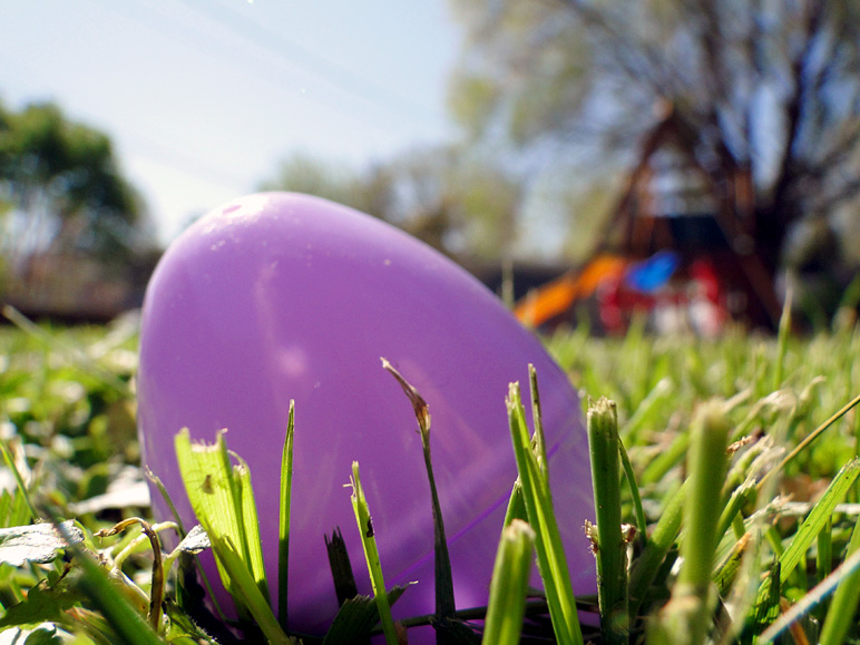 Here's a close-up of an egg left in our yard (172.63 KB)