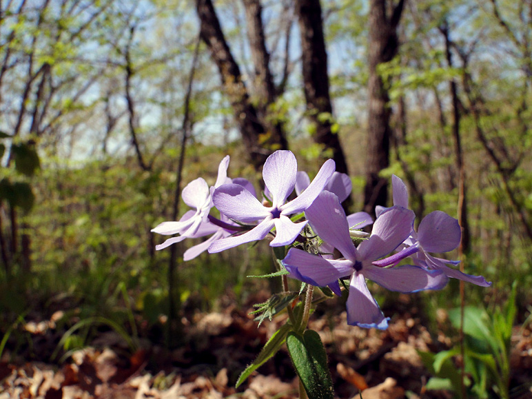 Cute little flowers (211.90 KB)