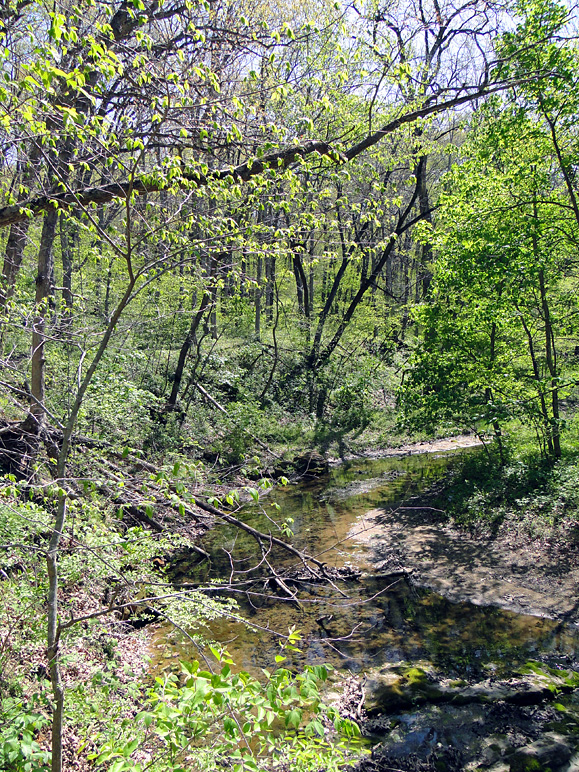 This stream was at the bottom of a little gorge (483.93 KB)