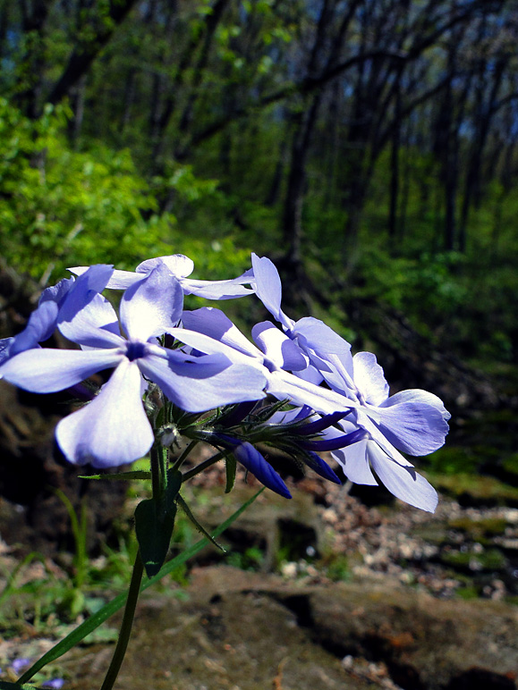 More of those little flowers (203.96 KB)