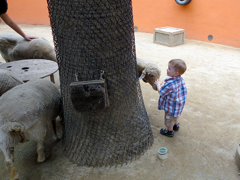 I think he might be petting that sheep (253.75 KB)