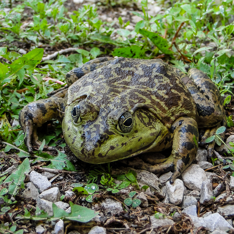 We found this big ole boy out by our car one day. (543.15 KB)