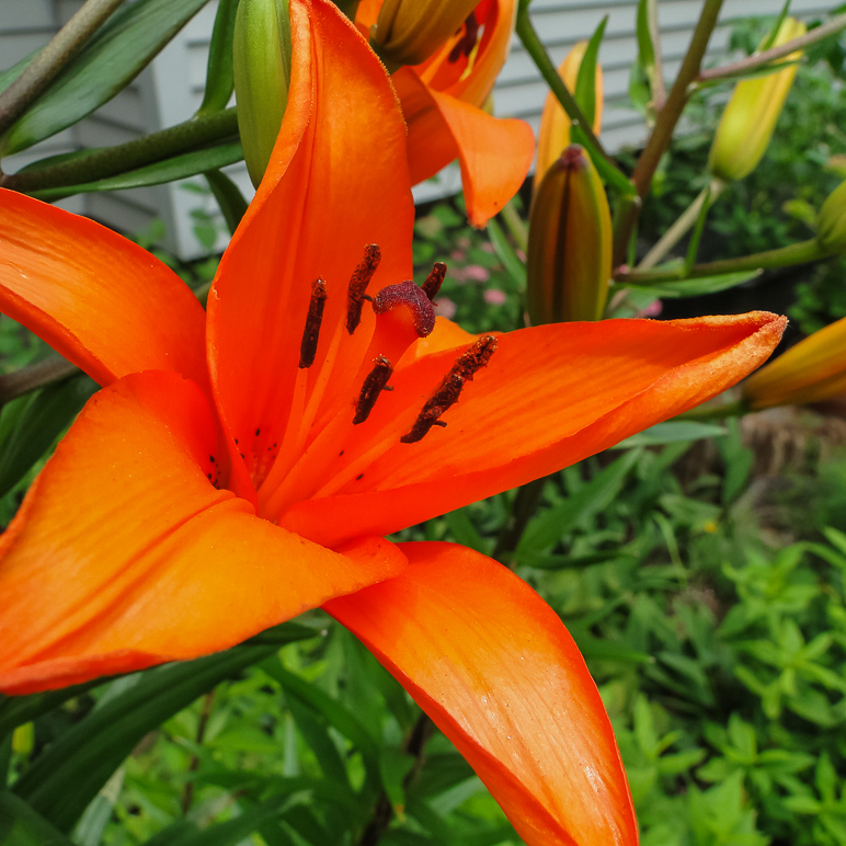 This orange flower was too cool. (311.66 KB)