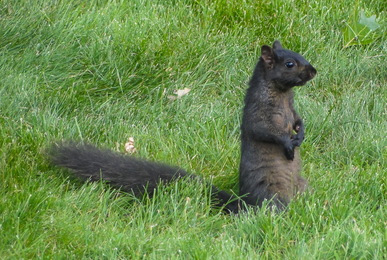 They have black squirrels in northern Indiana. (373.08 KB)