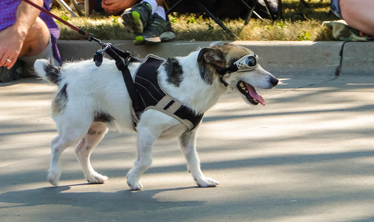 You'll never be as cool as this dog. (204.83 KB)