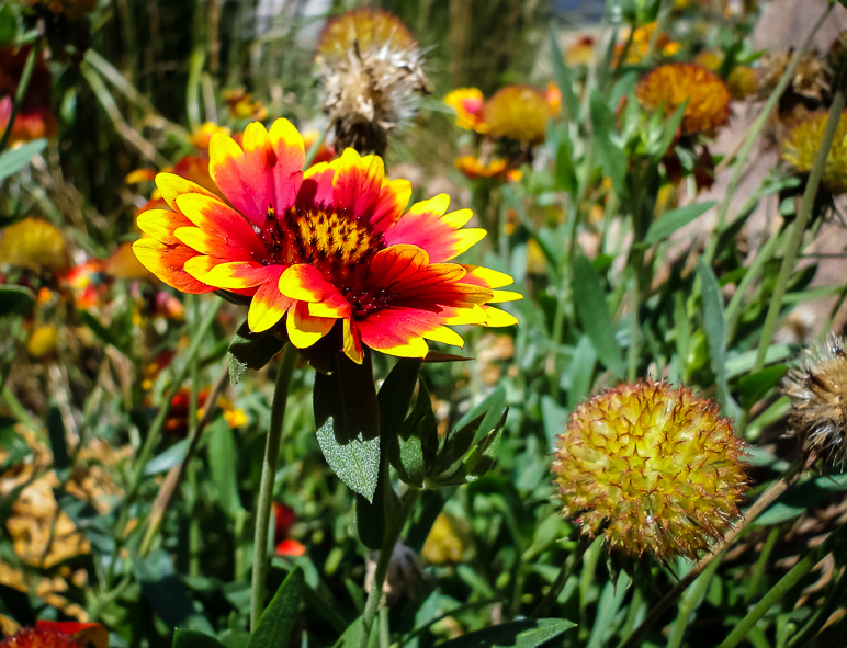 These flowers are on the courthouse grounds. (312.83 KB)