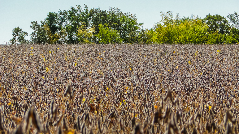 This picture of their field didn't turn out quite the way I'd hoped.  Live and learn. (368.97 KB)