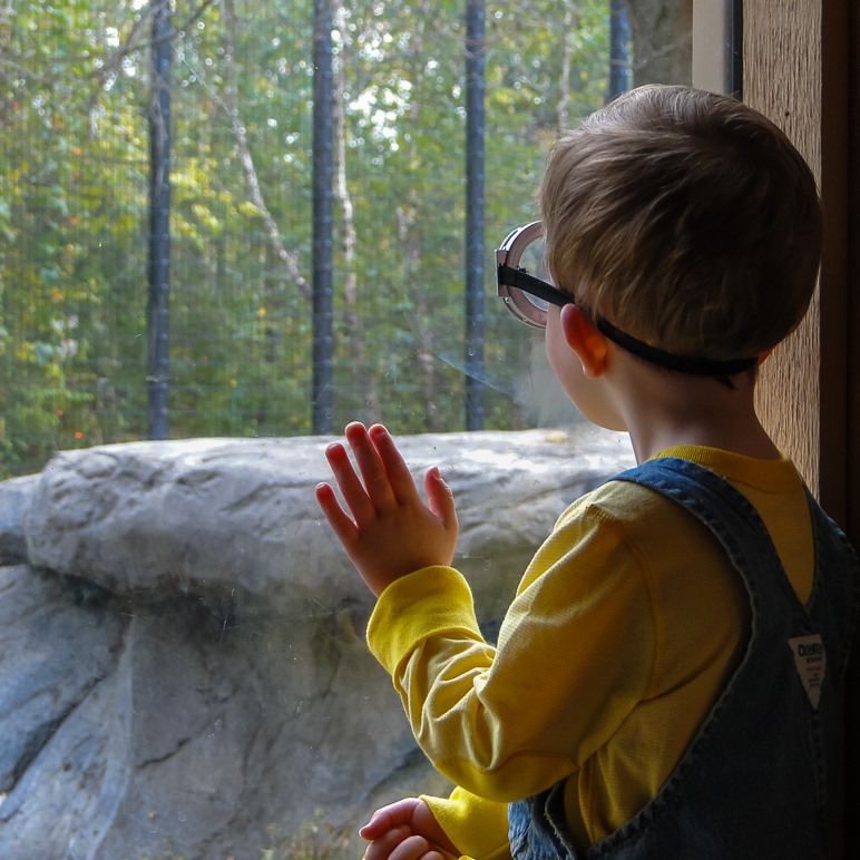 Lucas the Minion looking in at the tigers. (314.45 KB)